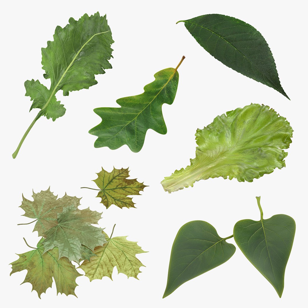 Leaves 3D Models Collection 2 3D model preview