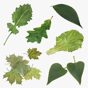 Leaves 3D Models Collection 2