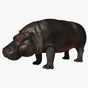 Hippopotamus