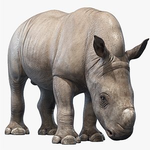 3D big rhino baby rigged
