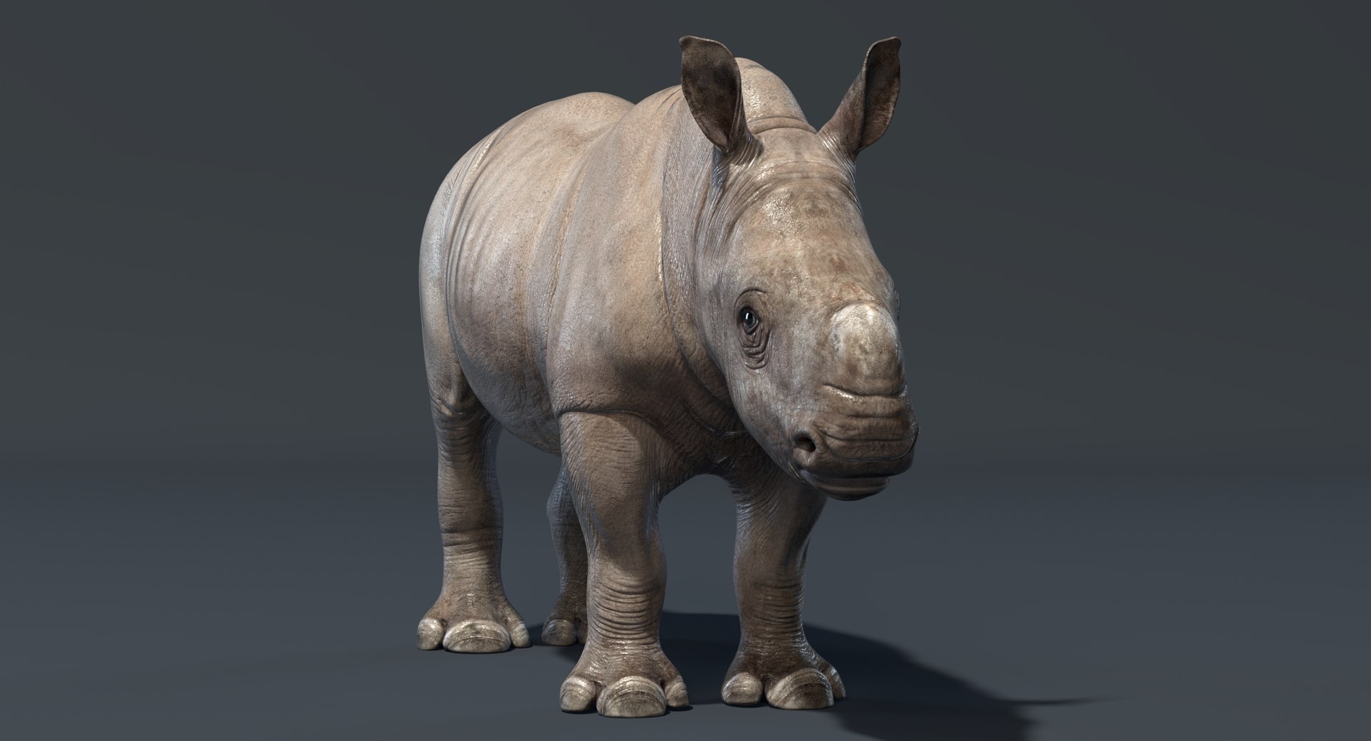 3D big rhino baby rigged https://p.turbosquid.com/ts-thumb/8c/usSxBp/ZfFbVya0/rhino_baby_render_add_06/jpg/1545818879/1920x1080/fit_q87/9466a31618d0ce0fc4a7330aec947e7b9f104275/rhino_baby_render_add_06.jpg