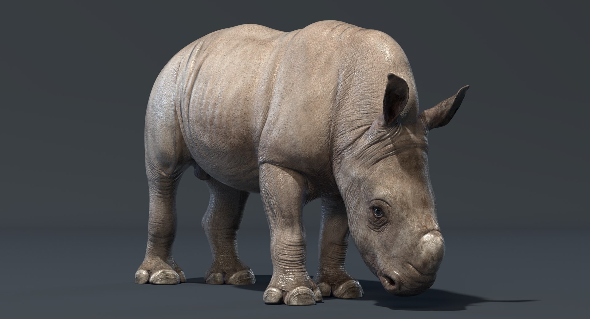 3D big rhino baby rigged https://p.turbosquid.com/ts-thumb/8c/usSxBp/cQHwTaTP/rhino_baby_render_rigged_add_16/png/1545819172/1920x1080/fit_q87/0f5830ccc63e3fdc459007afa0439f81a9e64c4e/rhino_baby_render_rigged_add_16.jpg