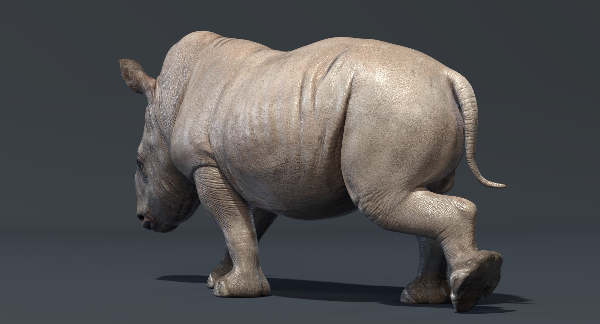 3D big rhino baby rigged https://p.turbosquid.com/ts-thumb/8c/usSxBp/eolxxfxU/rhino_baby_render_rigged_add_07/png/1545819172/1920x1080/fit_q87/efc3b254137850dc73c7071b8e2630f2bf320056/rhino_baby_render_rigged_add_07.jpg