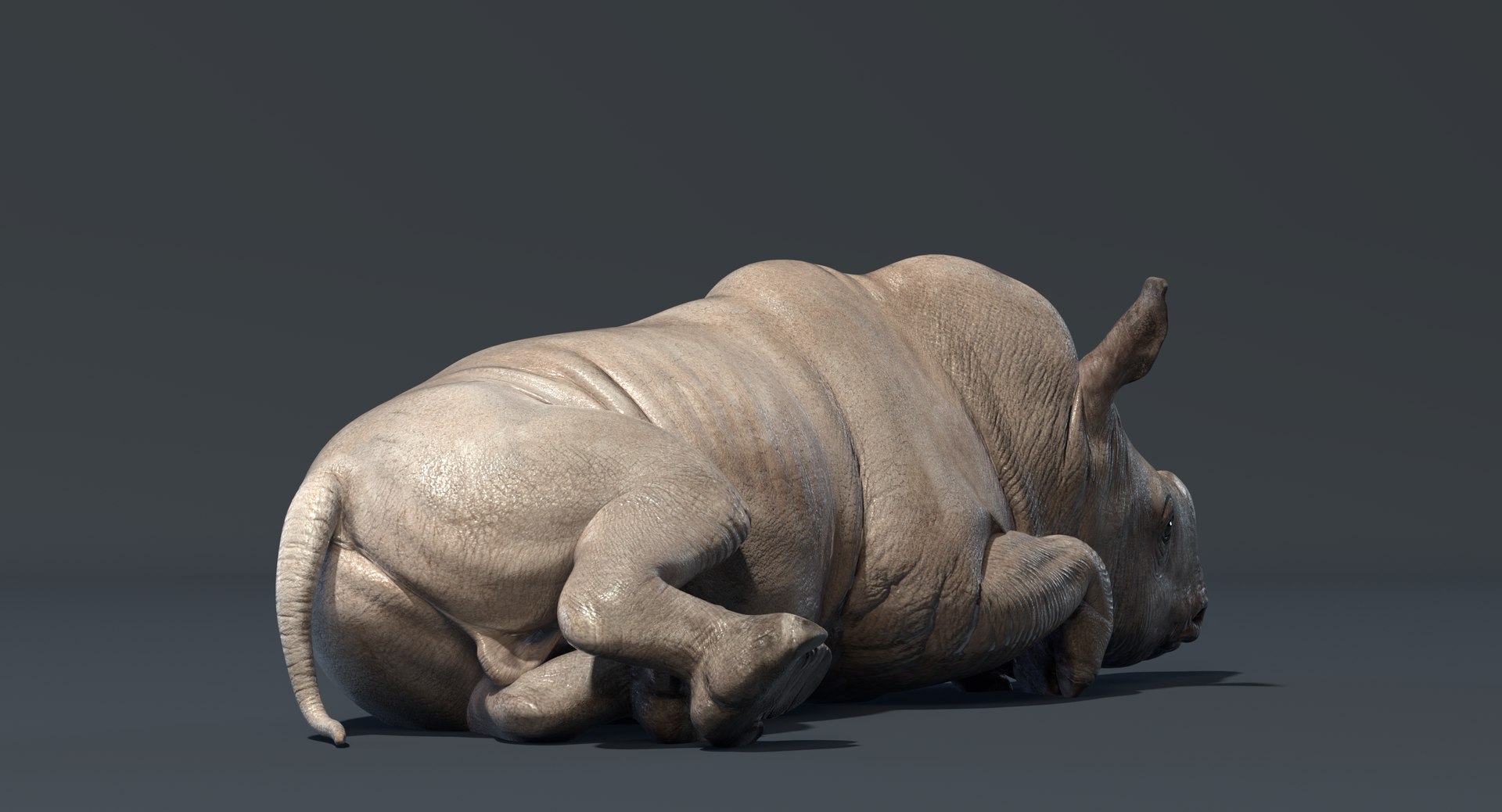 3D big rhino baby rigged https://p.turbosquid.com/ts-thumb/8c/usSxBp/r7eTL9li/rhino_baby_render_rigged_add_22/png/1545819172/1920x1080/fit_q87/98723ae292a7d0d1c25cbb2bfa4106fdb5714da5/rhino_baby_render_rigged_add_22.jpg