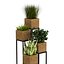 Piante da interno in vaso