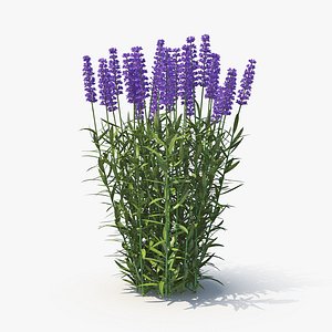 lavandula 04 3D model