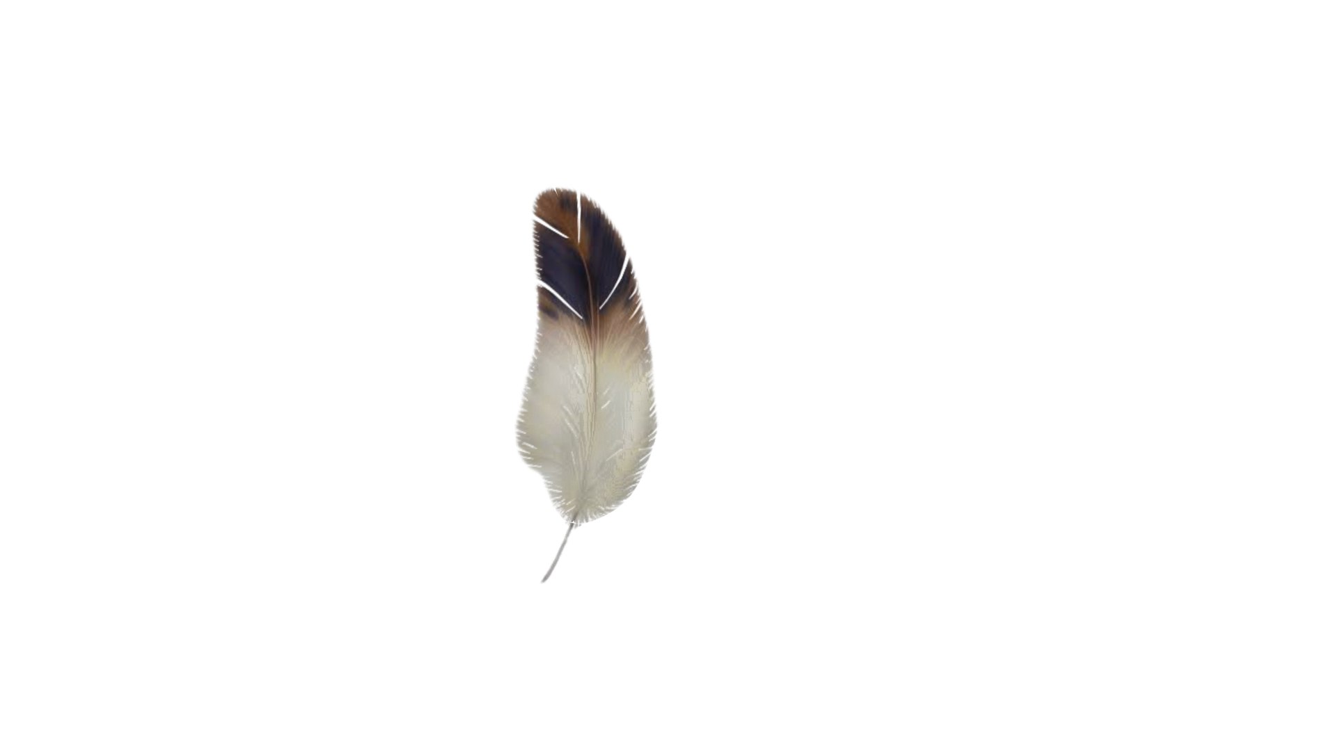 3D Feather model https://p.turbosquid.com/ts-thumb/8d/XceuCy/9z/prevfeather2/png/1652695467/1920x1080/fit_q87/0bfe22047079b979071819d260efda94bbc60519/prevfeather2.jpg