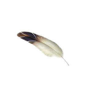 3D Feather model