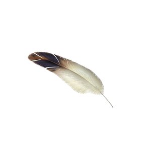 Feather