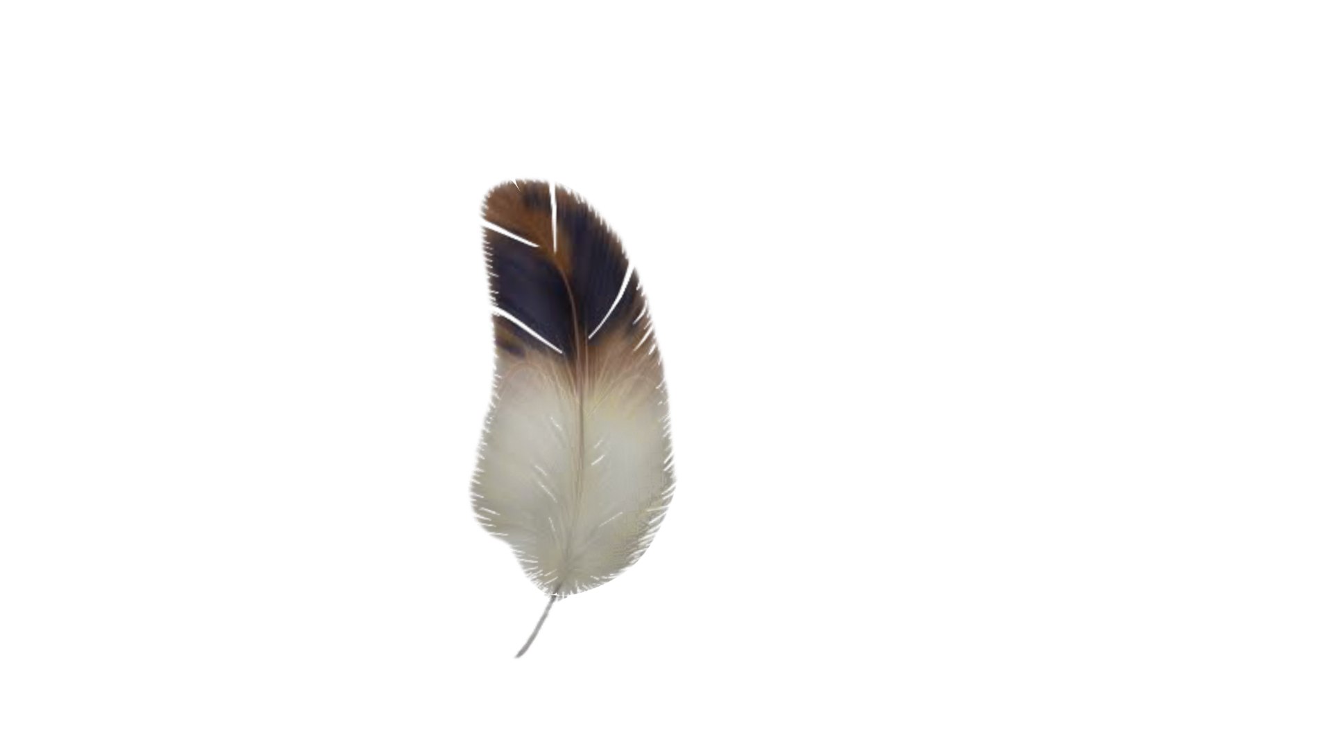 3D Feather model https://p.turbosquid.com/ts-thumb/8d/XceuCy/kk/prevfeather3/png/1652695414/1920x1080/fit_q87/9fb89e0df913cb85e7dad72328e8cc02c2430e05/prevfeather3.jpg
