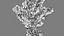 Cylindropuntia Bigelovii - Ursinho Cholla 02