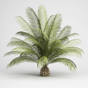 oil palm 06 3d max