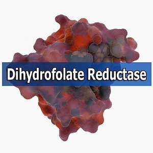 3d dihydrofolate reductase model