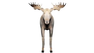 moose for game 3D model