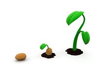 Plant Growth Phases