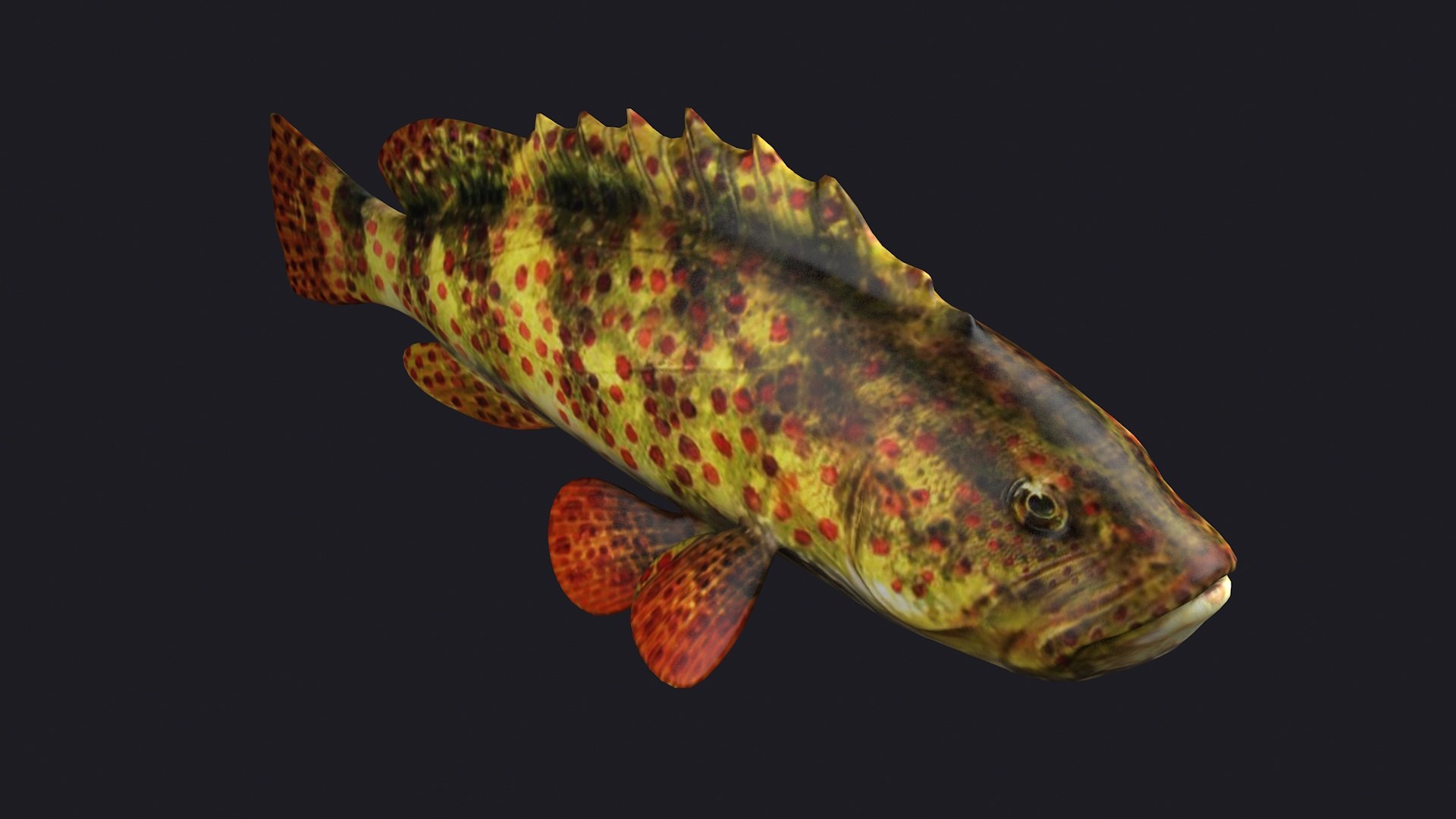 Giant Grouper Fish Low Poly Game Fish Bass Coralgrouper 3D Model ...