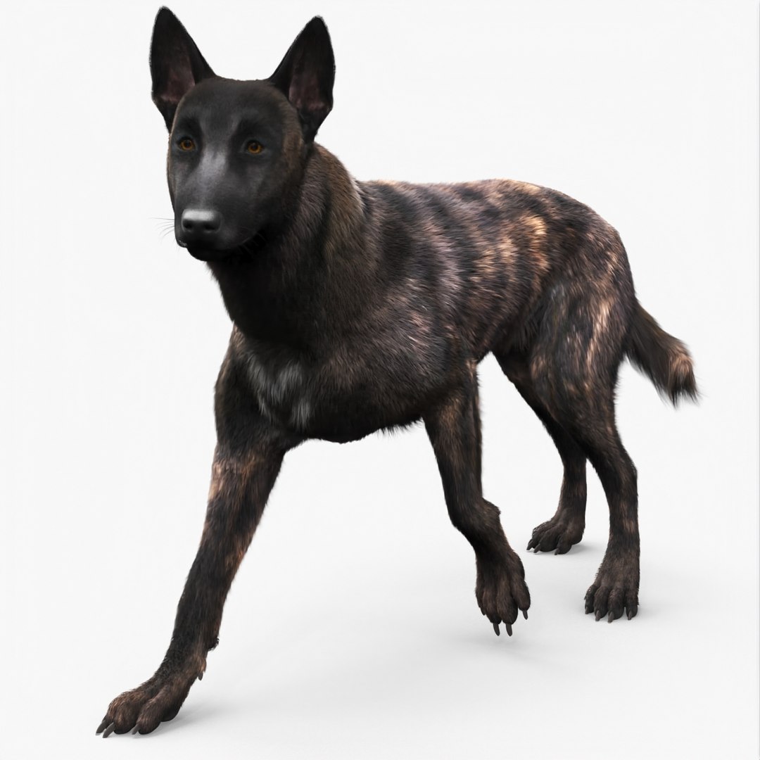 Dog Dutch Shepherd Fur Rigged for Maya 3D model preview