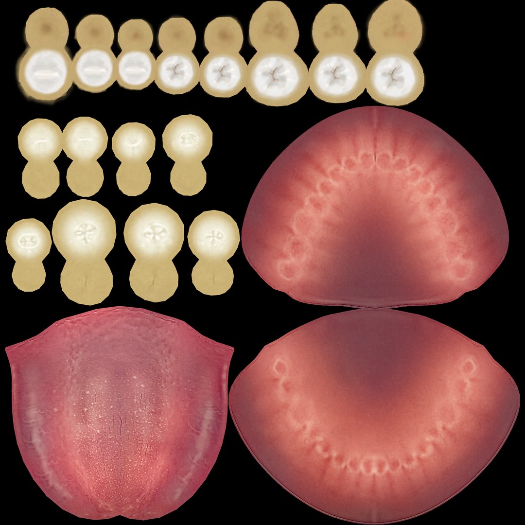 3d model animation dentature https://p.turbosquid.com/ts-thumb/8e/vVYF5h/S73DK1T9/texture/png/1466893665/1920x1080/fit_q87/12e0bea63273fd62e4bb142e038e1bed4213f532/texture.jpg