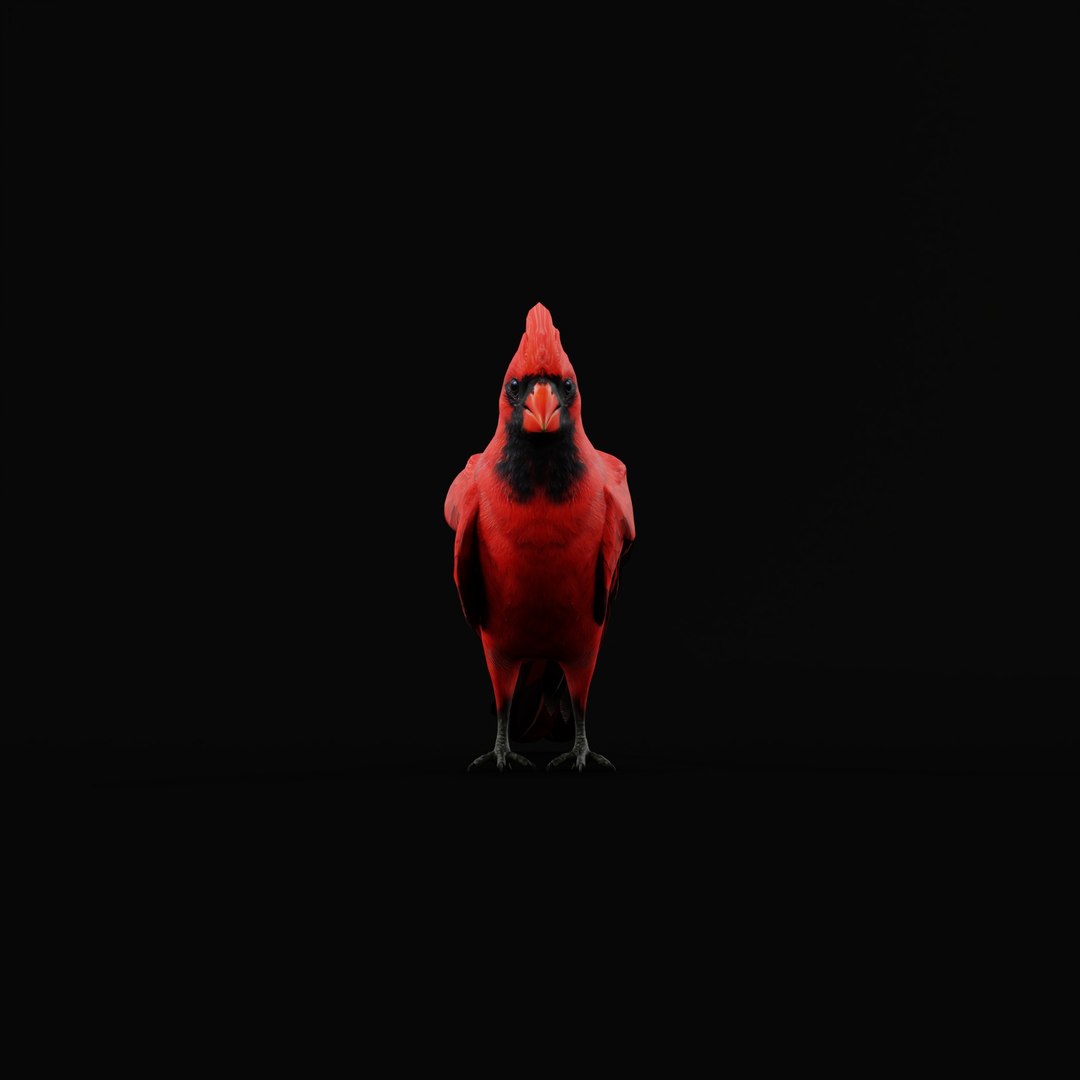 3D Northern Cardinal Bird https://p.turbosquid.com/ts-thumb/8e/vhoi2P/BO/northerncardinalarmature_0001/jpg/1775953830/1920x1080/fit_q87/229565508bd11d17e3d9f950db7aa745a5b3ab49/northerncardinalarmature_0001.jpg