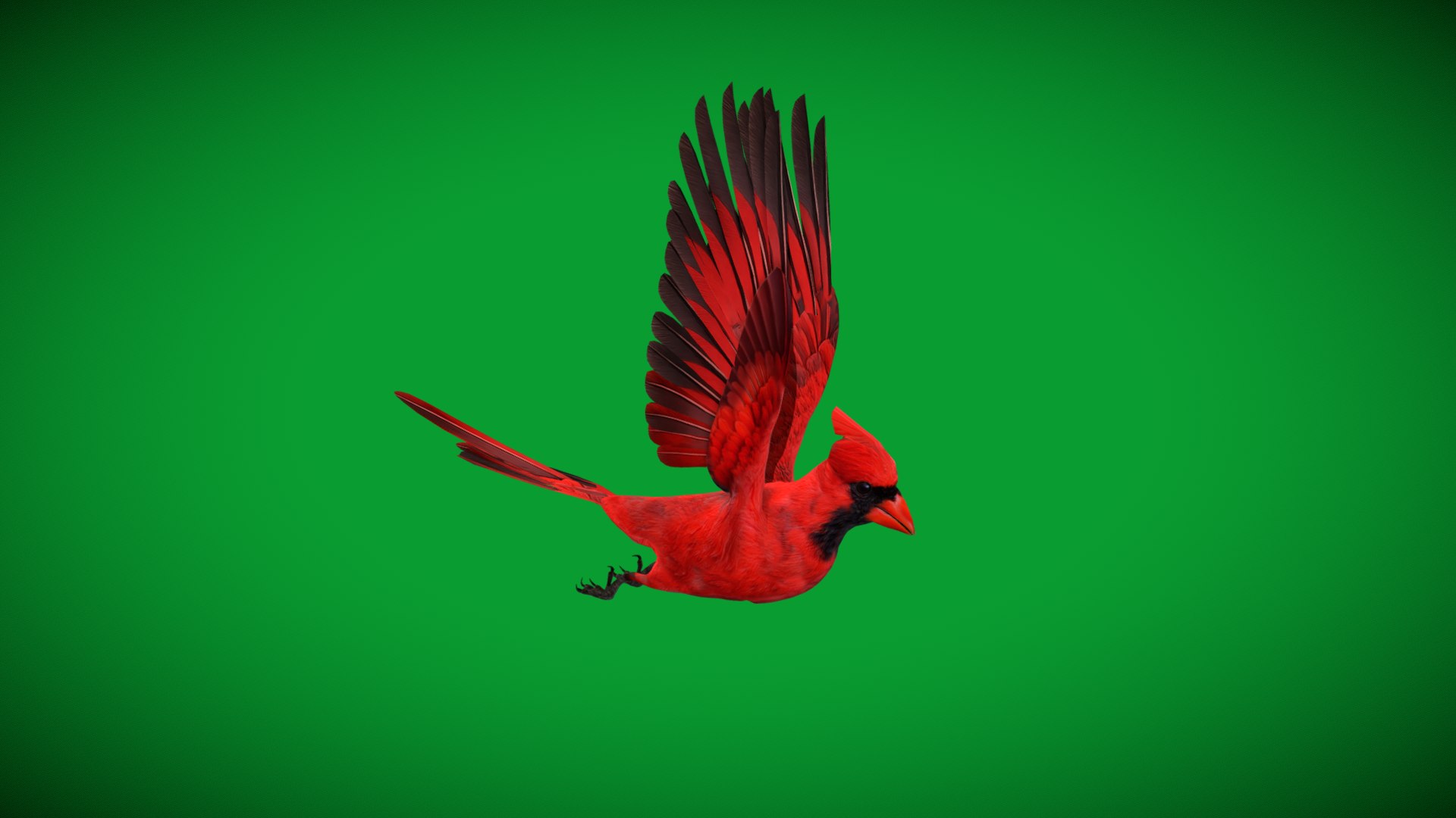 3D Northern Cardinal Bird https://p.turbosquid.com/ts-thumb/8e/vhoi2P/DI/red_northern_cardinal4/png/1775953838/1920x1080/fit_q87/ff803fa6b231b72b7723339a5adbb42ea962388a/red_northern_cardinal4.jpg