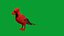 Cardinal rouge du Nord