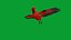 Cardinal rouge du Nord