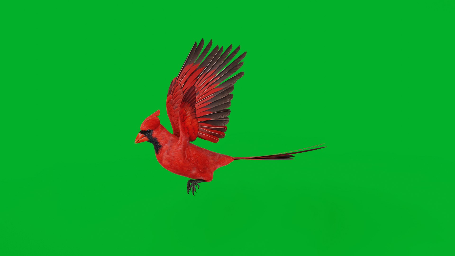 3D Northern Cardinal Bird https://p.turbosquid.com/ts-thumb/8e/vhoi2P/YY/northern_cardinal_bird1/png/1775953823/1920x1080/fit_q87/7312e773b540b80a0ecadbf992a815451429b984/northern_cardinal_bird1.jpg