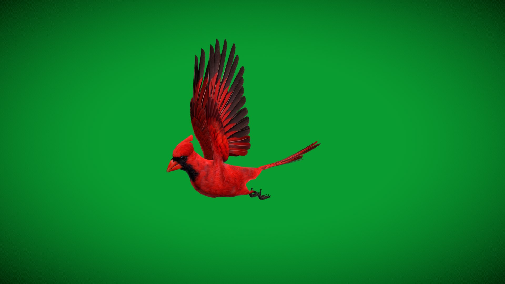 3D Northern Cardinal Bird https://p.turbosquid.com/ts-thumb/8e/vhoi2P/f7/red_northern_cardinal5/png/1775953845/1920x1080/fit_q87/bd0faac798cf0a32de8076bd2be1e3bc1c085e02/red_northern_cardinal5.jpg