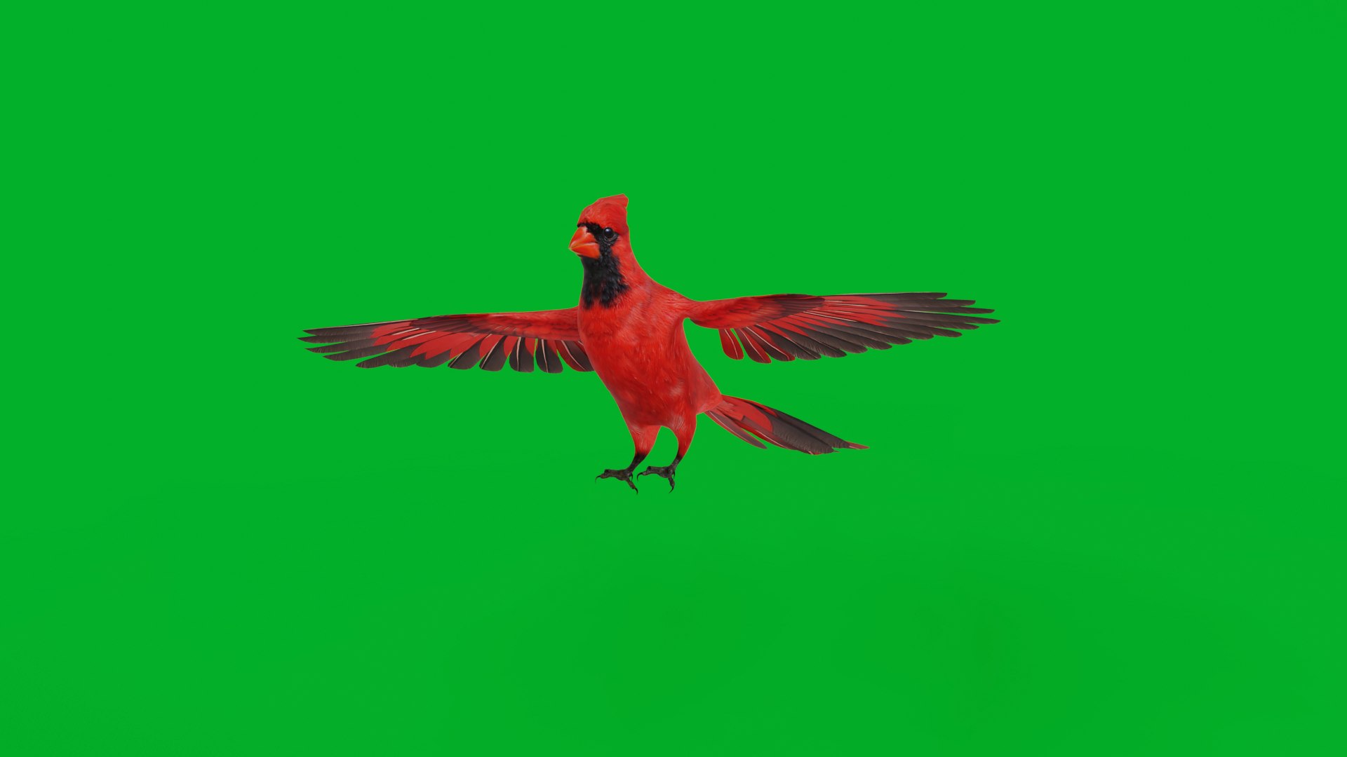 3D Northern Cardinal Bird https://p.turbosquid.com/ts-thumb/8e/vhoi2P/fH/northern_cardinal_bird31/png/1775953826/1920x1080/fit_q87/65e95529ca2ae2593791c0fbfc0ebbbab55168d1/northern_cardinal_bird31.jpg