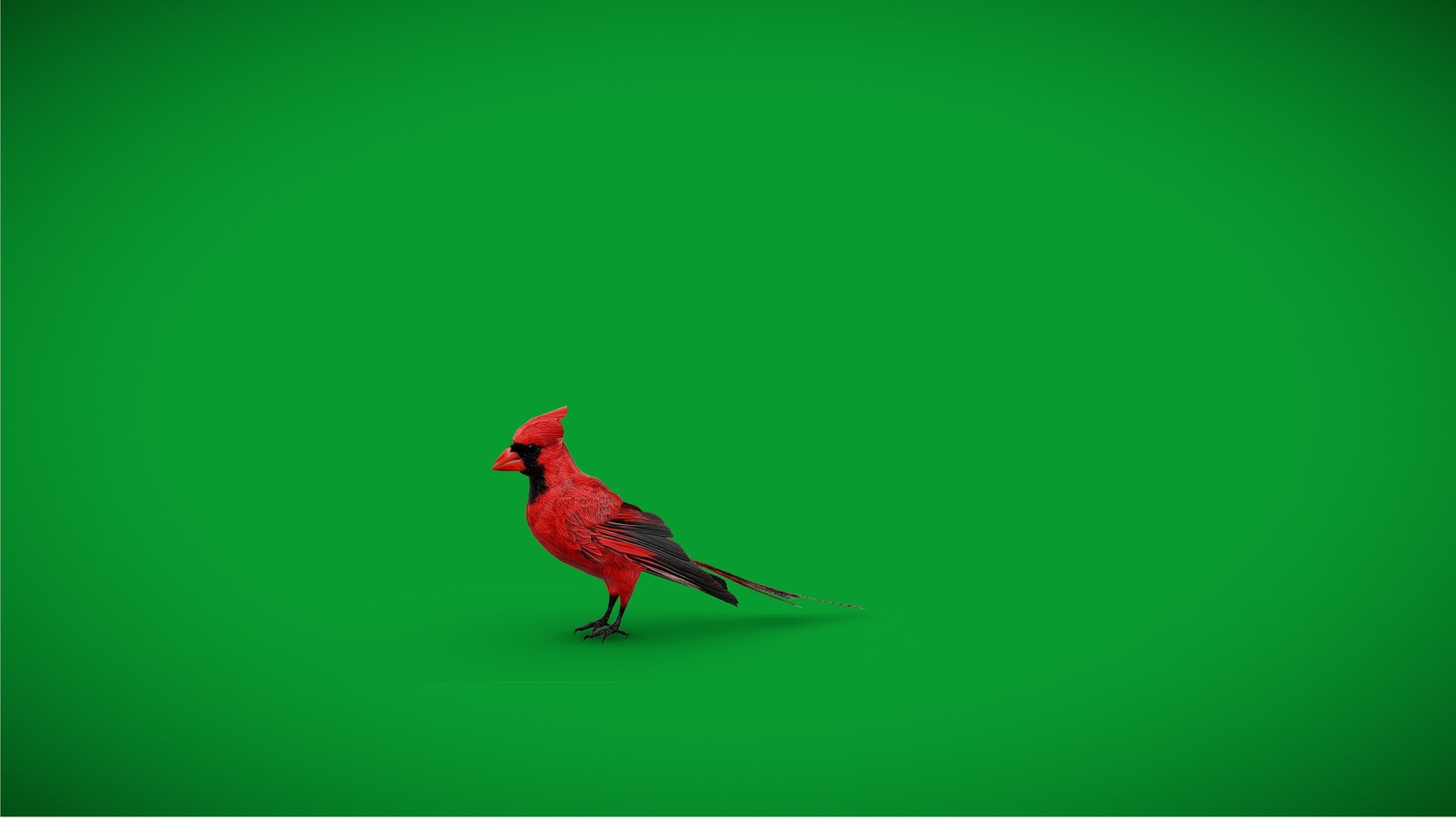 3D Northern Cardinal Bird - TurboSquid 2555466