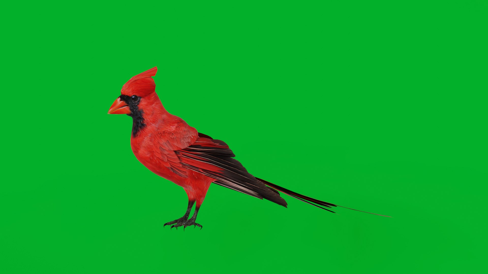 3D Northern Cardinal Bird https://p.turbosquid.com/ts-thumb/8e/vhoi2P/hZ/northern_cardinal_bird/png/1775953823/1920x1080/fit_q87/394c13209e8519a0a448d1bca9cb742e90d42f5c/northern_cardinal_bird.jpg