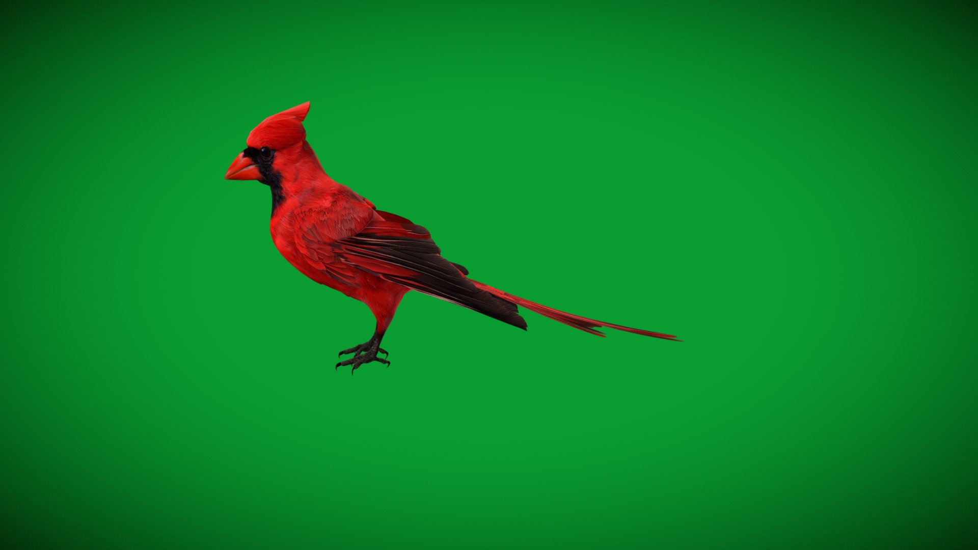 3D Northern Cardinal Bird https://p.turbosquid.com/ts-thumb/8e/vhoi2P/iL/red_northern_cardinal1/png/1775953833/1920x1080/fit_q87/4073d3c9b0a98444508d62756e096c8b4c7ba64a/red_northern_cardinal1.jpg