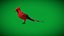 Cardinal rouge du Nord