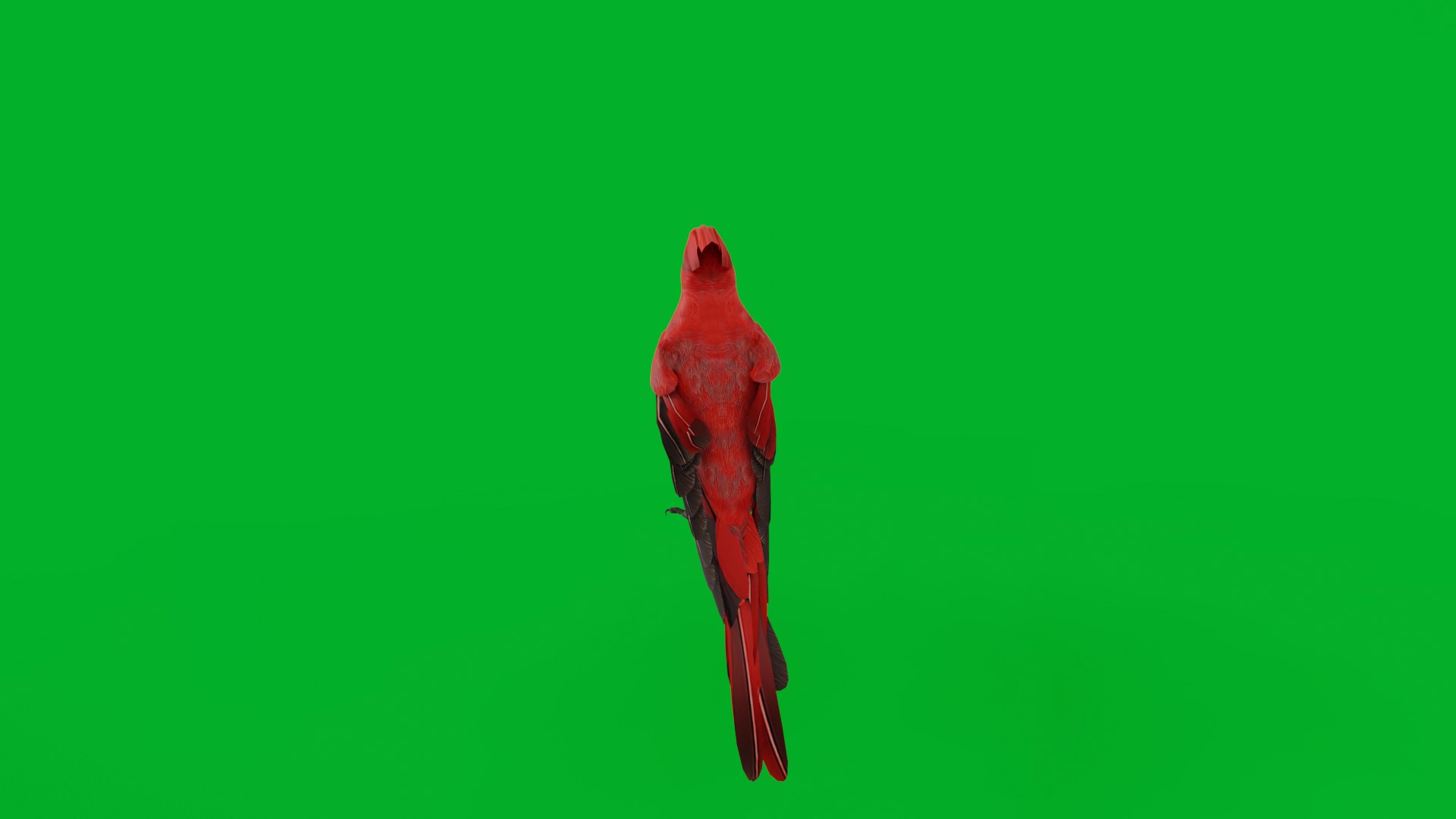 3D Northern Cardinal Bird https://p.turbosquid.com/ts-thumb/8e/vhoi2P/n3/northern_cardinal_bird51/png/1775953829/1920x1080/fit_q87/f053b265744d18d6865a05e3882f1c77b402d024/northern_cardinal_bird51.jpg