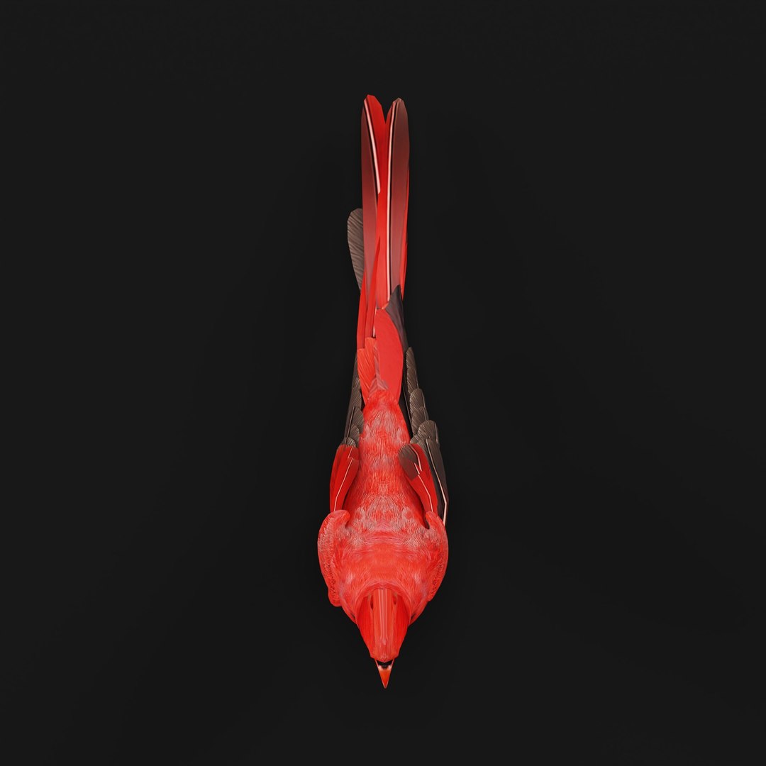 3D Northern Cardinal Bird https://p.turbosquid.com/ts-thumb/8e/vhoi2P/oI/northerncardinalarmature/jpg/1775953828/1920x1080/fit_q87/a8a820cc0bfbf17b0170582142bf9184fd61af88/northerncardinalarmature.jpg