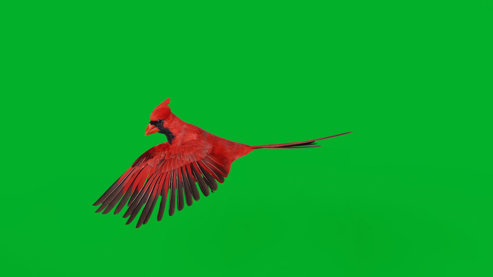 3D Northern Cardinal Bird https://p.turbosquid.com/ts-thumb/8e/vhoi2P/pf/northern_cardinal_bird21/png/1775953824/1920x1080/fit_q87/5ecc731554b021581128b10d2e66f23f68e123ce/northern_cardinal_bird21.jpg