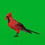 Cardinal rouge du Nord