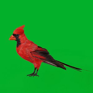 Northern Cardinal Bird