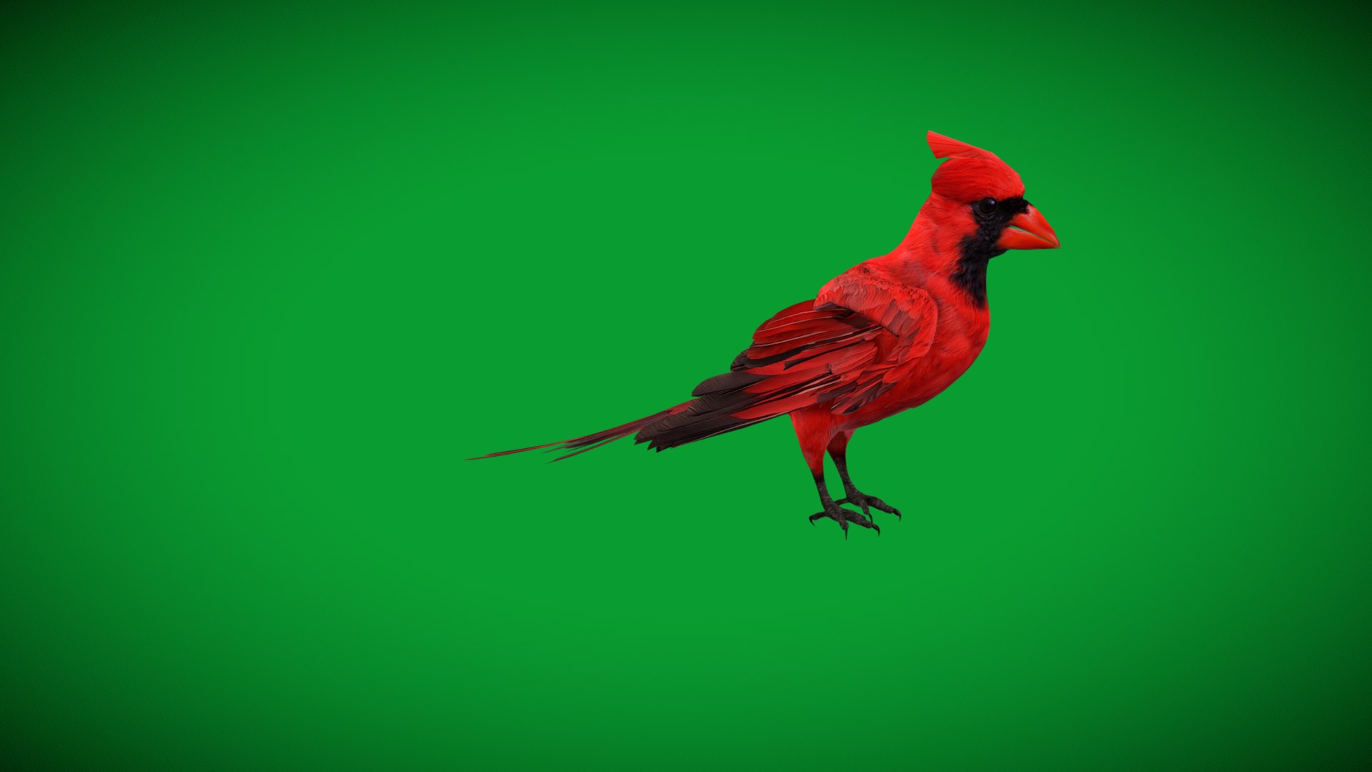 3D Northern Cardinal Bird https://p.turbosquid.com/ts-thumb/8e/vhoi2P/sf/red_northern_cardinal3/png/1775953838/1920x1080/fit_q87/b74f0248b02b0d015216fc2708f4bc31087b5eb2/red_northern_cardinal3.jpg