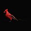 Cardinal rouge du Nord