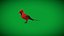 Cardinal rouge du Nord