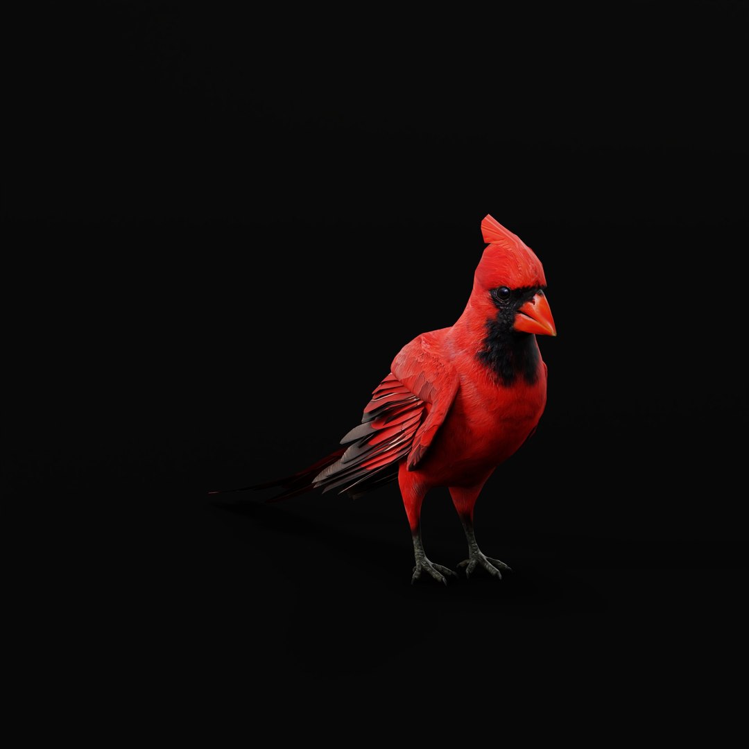 3D Northern Cardinal Bird - TurboSquid 2555466