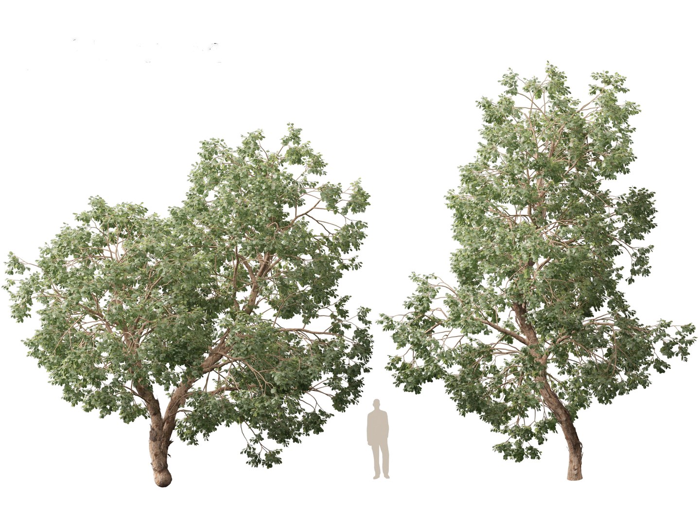 3D Eucalyptus Polyanthemos Silver dollar Gum TurboSquid 2174036