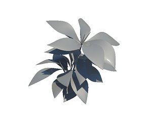 plant