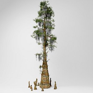 3D bald cypress tree