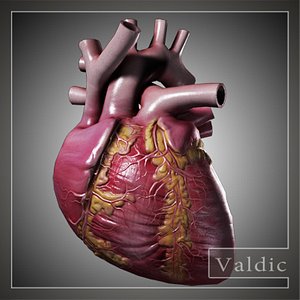 3d model of human heart