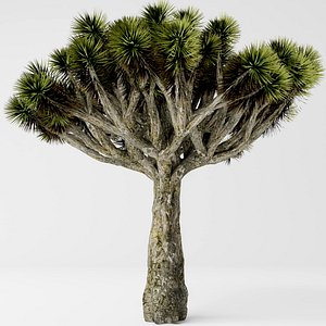 Dracaena