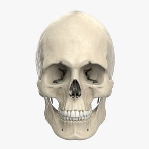 3D Anatomical male skull