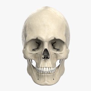 Anatomical male skull