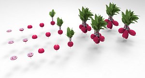 3D radish vegetable food model